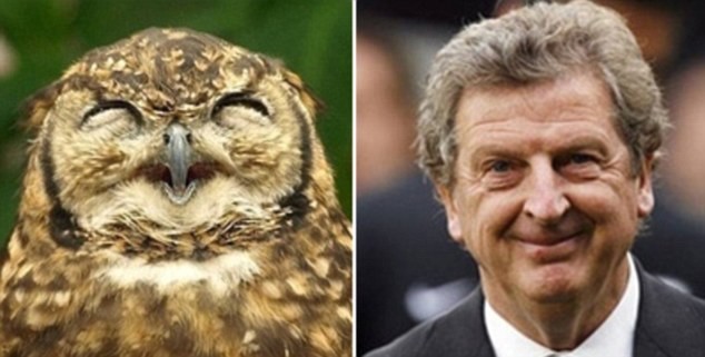 Khi cả HLV Roy Hodgson và chim cú ... cũng cười.